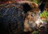 Zeci de porci mistreți dintr-un fond silvic din Buzău, infestați cu virusul pestei porcine africane Mistreti