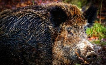 Mistreții fac probleme locuitorilor unei zone din Cluj-Napoca Mistreti