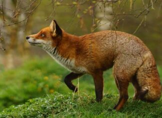 Vulpi prezente tot mai des pe străzile din Cluj Napoca Vulpi