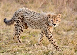 India reintroduce ghepardul pe teritoriul țării după 70 de ani Ghepard