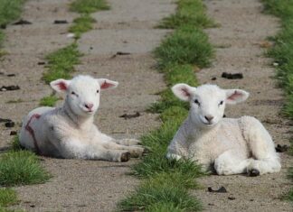 Mieii pot fi sacrificați în ferme, până de Paște miei