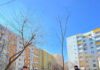 City managerul Sectorului 5, Rareș Hopincă: Peste 400 de tei și mesteceni vor fi plantați vineri în Parcul Eroilor Plantari