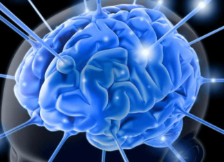 Alimentele ultraprocesate, pericol pentru sănătatea psihică a oamenilor Creier