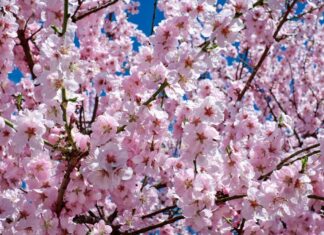 Meteorologii au anunțat cum va fi vremea în Duminica Floriilor Florii