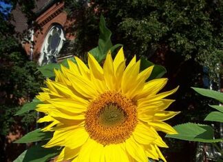 Culturi de floarea soarelui, distruse de porumbeii sălbatici Floarea Sorelui