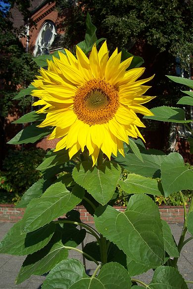 Floarea Sorelui