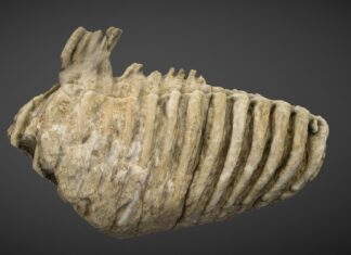 Molar de mamut fosilizat, scos la licitaţie la Bucureşti Molar mamut