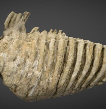 Molar de mamut fosilizat, scos la licitaţie la Bucureşti Molar mamut