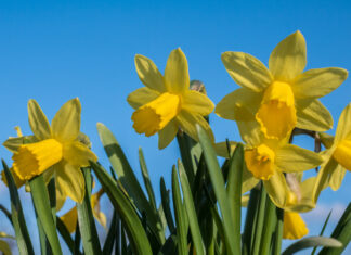 Recomandările Romsilva pentru cei care vizitează Poiana Narciselor din Munții Rodnei Narcise