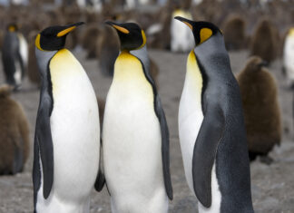 Mii de pui de pinguin imperial morți în Antarctica după ruperea gheţii pinguini