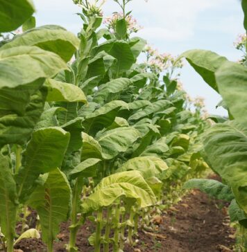 Patru tone de tutun vrac, ascuns după cutii cu ardei, descoperite într-un autocamion de poliţiştii de frontieră constănțeni Tutun