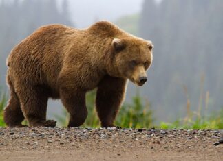 Avertizare pentru a doua zi consecutiv, privind prezența unui urs la marginea municipiului Sibiu urs