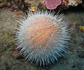 Recifele de corali din Marea Mediterană şi din Marea Roşie, în pericol de dispariție Arici de mare