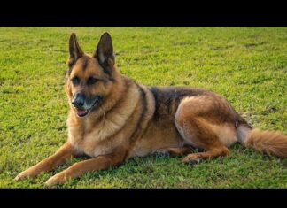 Trei câini ai jandarmilor constănţeni, adoptați de aceștia Ciobanesc german