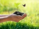 Campanie de ecologizare în județul Maramureş Ecologizare