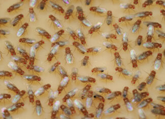 Două noi specii de insecte, descoperite în premieră în România Musculite