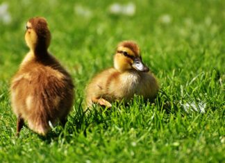 Rațele din Franța, vaccinate împotriva gripei aviare Rate