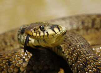 Salvamont, avertisment privitor la șerpii din zonele montane Serpi