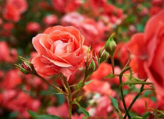 Șapte state din Uniunea Europeană solicită protejarea uleiului de trandafiri Trandafiri