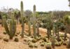 Cactuşii din Arizona sunt afectaţi de temperaturile extrem de ridicate, avertizează oamenii de ştiinţă Cactusi
