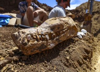 Două schelete de dinozauri reconstruite, scoase la licitație în New York Plesiozaur