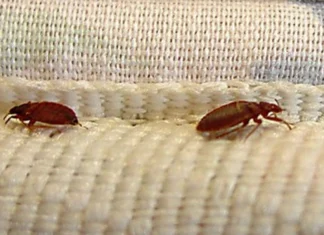 Gospodăriile din Franța, afectate de ploșnițe Plosnite