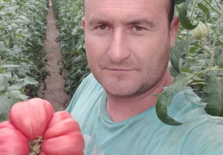 Un soi de roșii uriașe, cultivate de un fermier din Gorj Rosii uriase