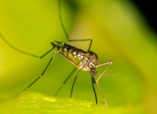 Primele cazuri de infectare în Europa cu virusul numit „febra leneșului” Tintari