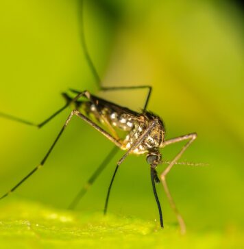 Avertismentul medicilor ieşeni, după ce doi soţi ar fi murit din cauza unui spray împotriva insectelor Tintari