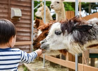 Grădina zoologică din Târgu Mureș, închisă temporar Zoo