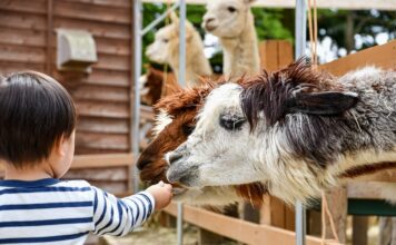 Grădina zoologică din Târgu Mureș, închisă temporar Zoo