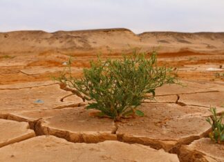 Ministrul Mediului avertizează: Sudul țării se transformă într-o mică Sahara Clima secetoasa