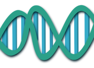 Oamenii de ştiinţă au descifrat cromozomul Y prezent la bărbaţi ADN