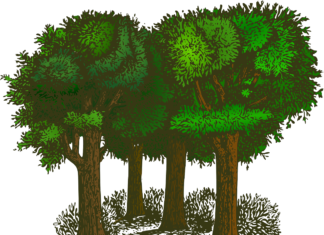 Mii de copaci vor fi plantaţi în Marea Britanie pentru a marca încoronarea Regelui Charles al III-lea Copaci