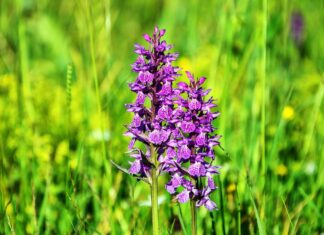 O nouă specie de plantă, descoperită în România Orhidee