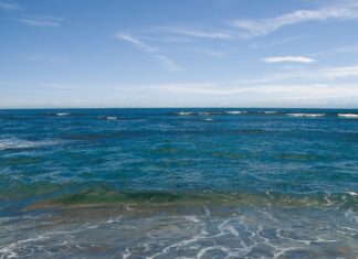 26 de specii invazive, descoperite în Marea Neagră Melc marin