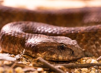 Tânăr găsit mort în apartamentul în care creștea vipere Vipera