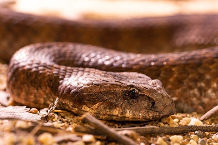 Vipera