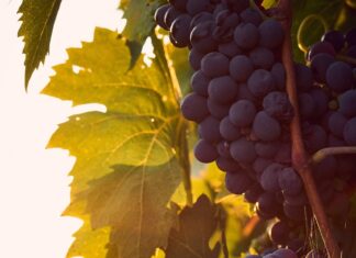 Franța devine cel mai mare producător mondial de vinuri Struguri