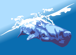 Cel mai greu animal care a trăit pe Pământ ar fi avut 20 de metri și până la 340 de tone, potrivit specialiștilor Balena Albastra