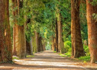 Percheziții în București și trei județe vizând comerțul ilegal cu lemne Padure