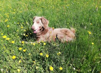 Două persoane, atacate de un câine în București Brac german