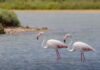 Mii de păsări flamingo observate în Delta Dunării Flamingo