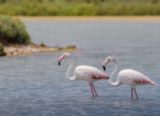 Mii de păsări flamingo observate în Delta Dunării Flamingo