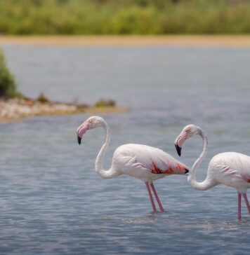 Mii de păsări flamingo observate în Delta Dunării Flamingo