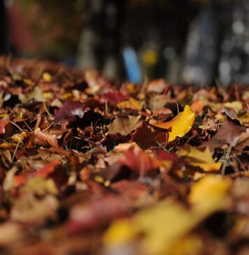 Temperaturi mai mari decât normalul perioadei, săptămâna viitoare Septembrie