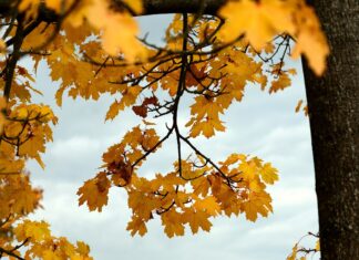 Un adolescent a fost arestat pentru tăierea unui copac cu drujba Artar