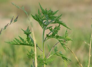 Aproape 40% dintre europeni vor fi alergici la ambrozie Ambrozie