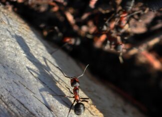 Colonii de furnici roșii de foc, identificate în Europa Furnici rosii