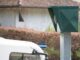 800 de radare vor fi amplasate pe autostrăzile, drumurile naționale și județene din România Radar